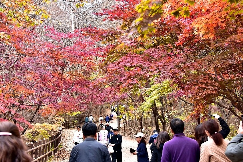 【伽倻山海印寺】楓紅 【伽倻山海印寺】楓紅