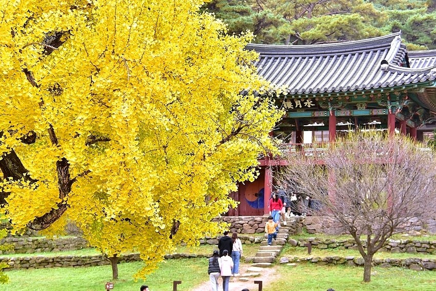 大邱道東書院400年銀杏樹