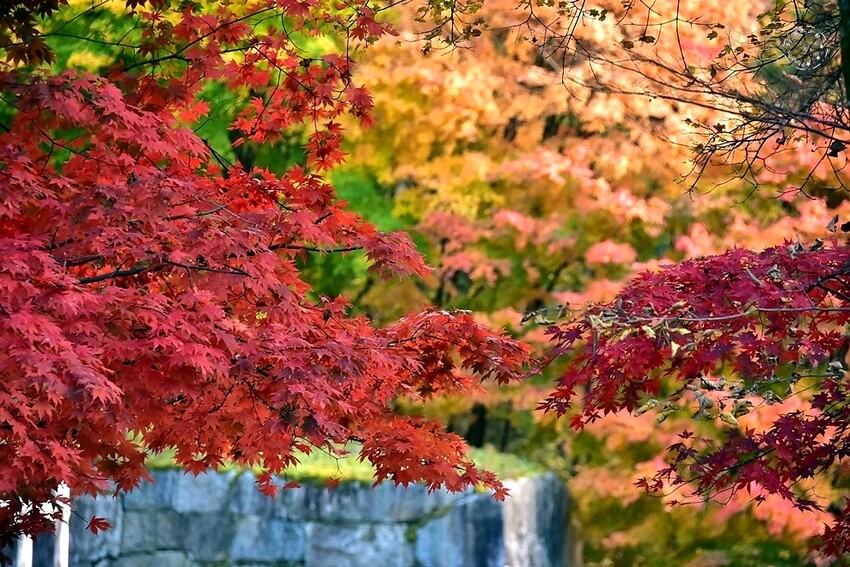 【伽倻山海印寺】楓紅 【伽倻山海印寺】楓紅