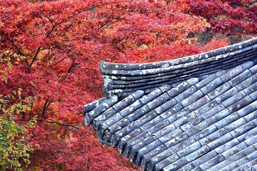 【伽倻山海印寺】楓紅 【伽倻山海印寺】楓紅