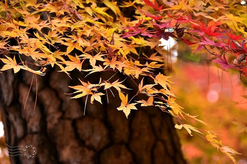 【伽倻山海印寺】楓紅 【伽倻山海印寺】楓紅