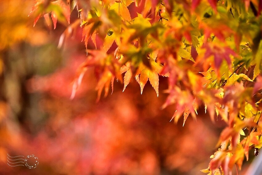 【伽倻山海印寺】楓紅 【伽倻山海印寺】楓紅