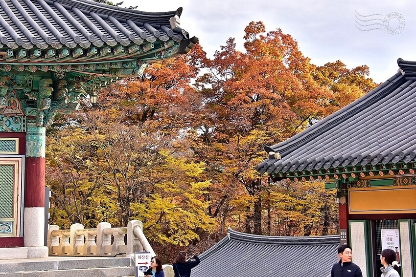 【伽倻山海印寺】楓紅 【伽倻山海印寺】楓紅