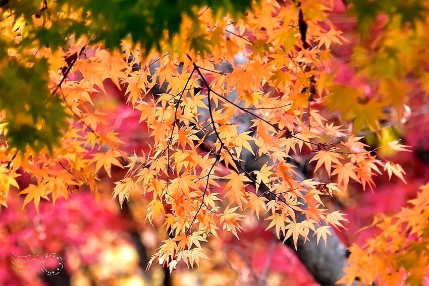 【伽倻山海印寺】楓紅 【伽倻山海印寺】楓紅
