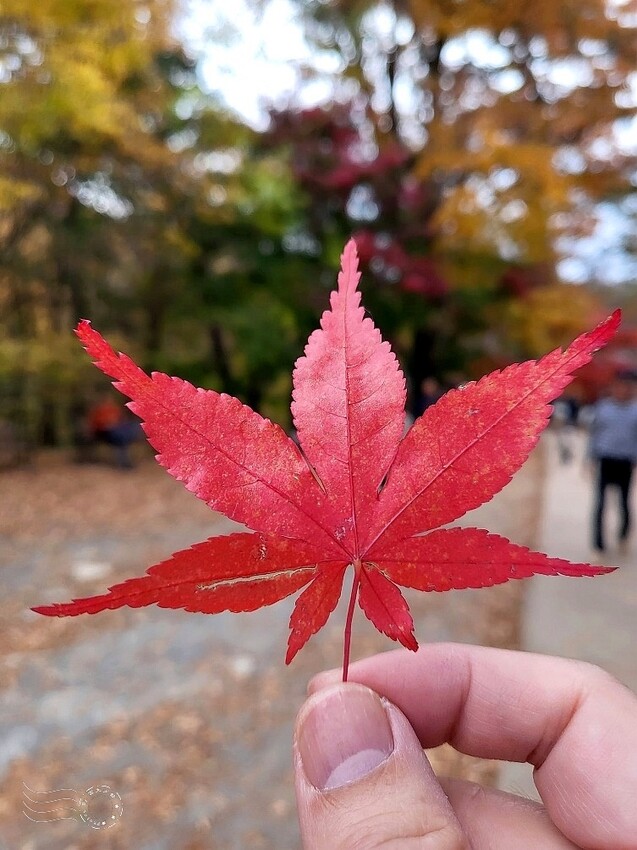 【伽倻山海印寺】楓紅 【伽倻山海印寺】楓紅