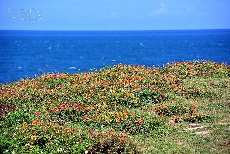 富貴角公園天人菊