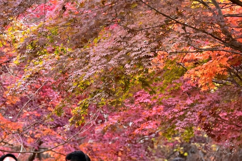 【伽倻山海印寺】楓紅 【伽倻山海印寺】楓紅