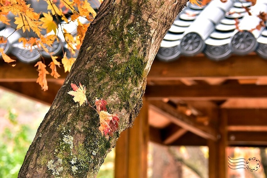 【伽倻山海印寺】楓紅 【伽倻山海印寺】楓紅