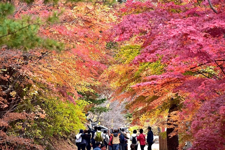 【伽倻山海印寺】楓紅 【伽倻山海印寺】楓紅