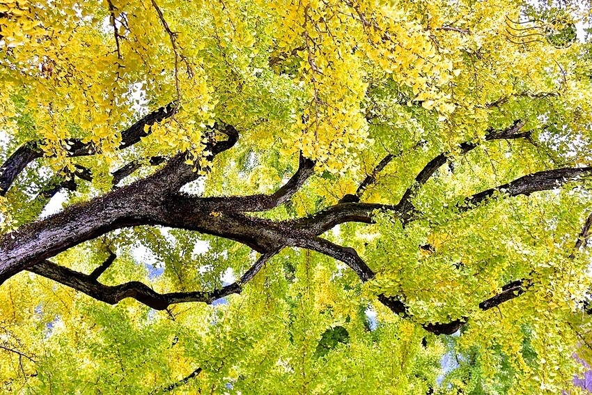 大邱道東書院400年銀杏樹