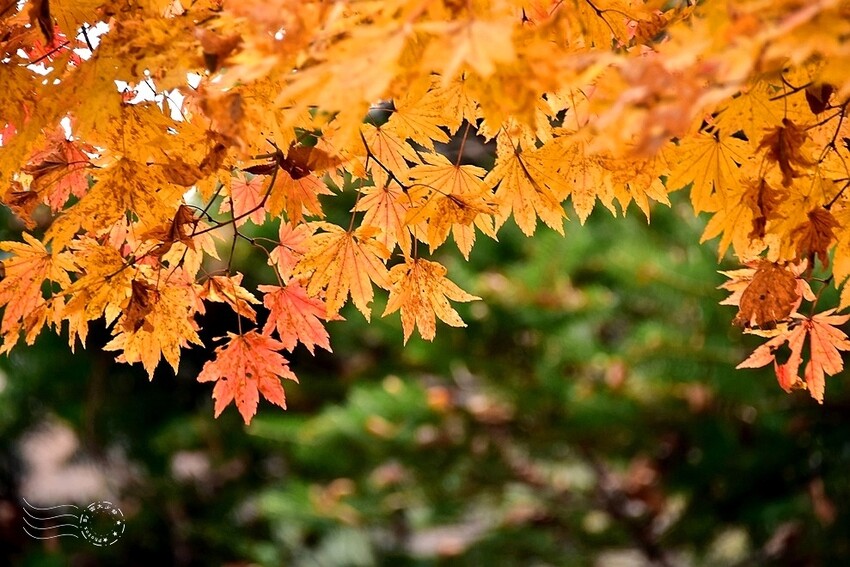 【伽倻山海印寺】楓紅 【伽倻山海印寺】楓紅