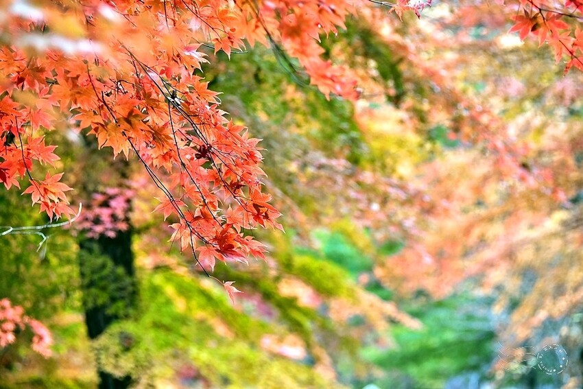 【伽倻山海印寺】楓紅 【伽倻山海印寺】楓紅