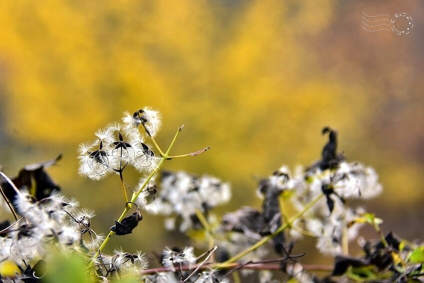 【伽倻山海印寺】銀杏黃 【伽倻山海印寺】銀杏黃
