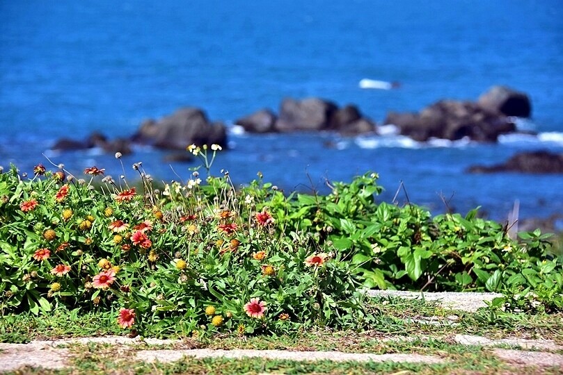 富貴角公園天人菊