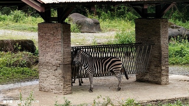 2024臺北市立動物園｜木柵動物園｜Taipei Zoo 臺