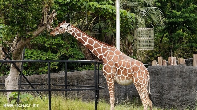 2024臺北市立動物園｜木柵動物園｜Taipei Zoo 臺