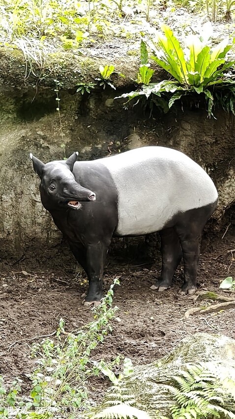 2024臺北市立動物園｜木柵動物園｜Taipei Zoo 臺