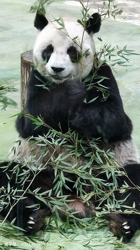 2024臺北市立動物園｜木柵動物園｜Taipei Zoo 臺