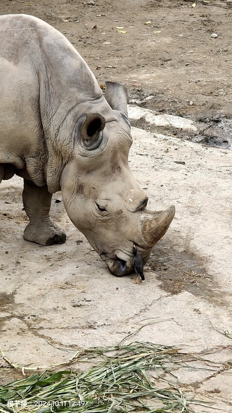2024臺北市立動物園｜木柵動物園｜Taipei Zoo 臺