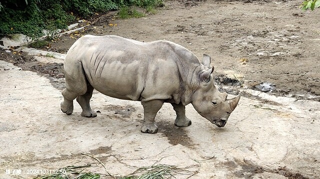 2024臺北市立動物園｜木柵動物園｜Taipei Zoo 臺