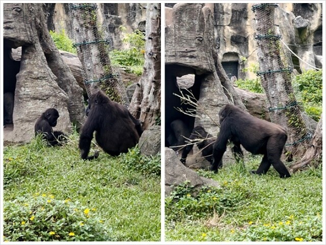 2024臺北市立動物園｜木柵動物園｜Taipei Zoo 臺