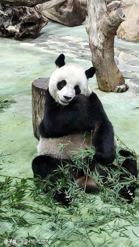 2024臺北市立動物園｜木柵動物園｜Taipei Zoo 臺