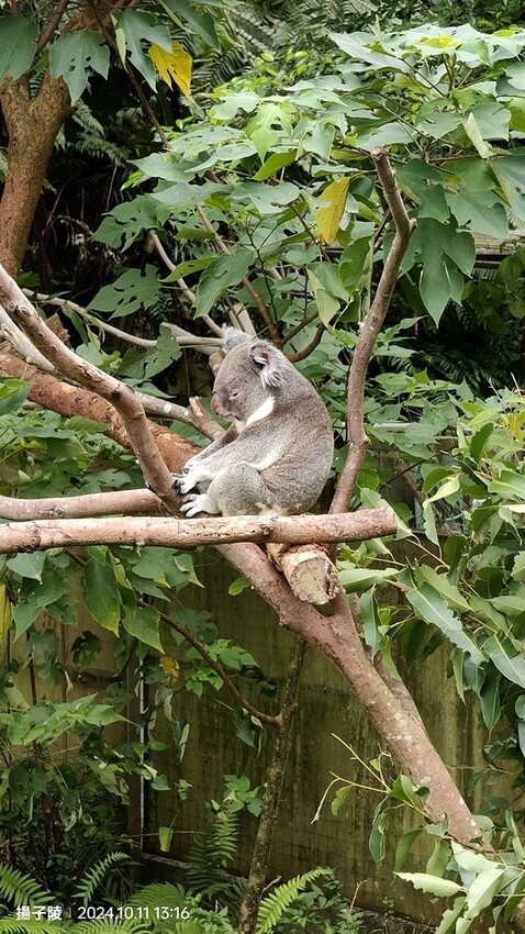 2024臺北市立動物園｜木柵動物園｜Taipei Zoo 臺
