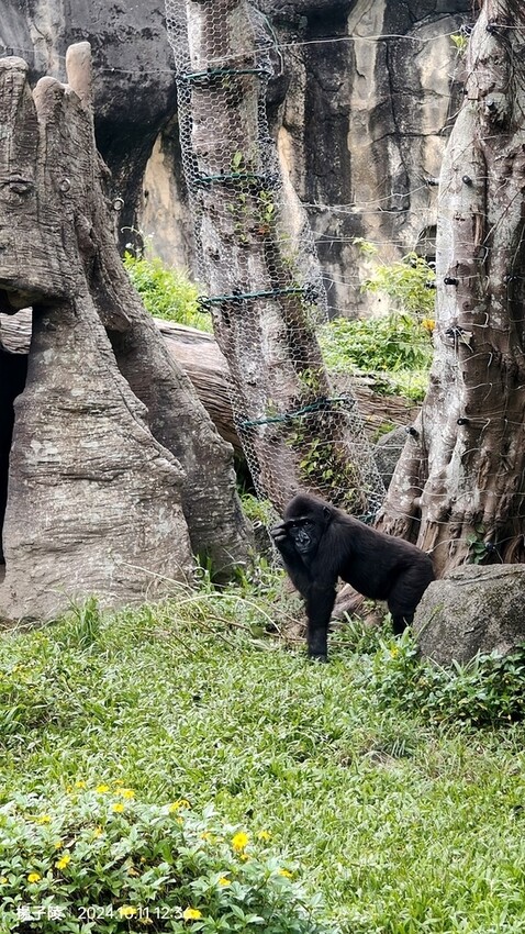 2024臺北市立動物園｜木柵動物園｜Taipei Zoo 臺
