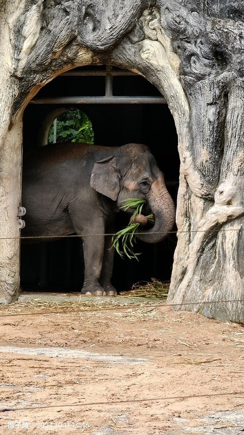 2024臺北市立動物園｜木柵動物園｜Taipei Zoo 臺