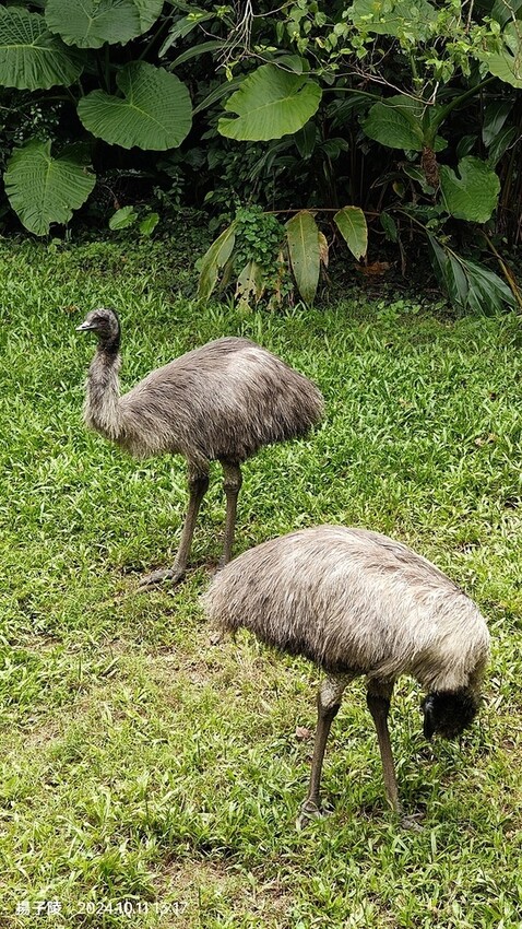 2024臺北市立動物園｜木柵動物園｜Taipei Zoo 臺