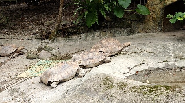 2024臺北市立動物園｜木柵動物園｜Taipei Zoo 臺