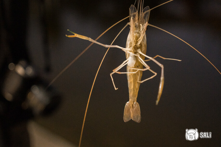 2024乘著海風一起去旅行 – 海想遇見你｜雲嘉海線私房景點、漁村體驗 - 莎笠，小日子