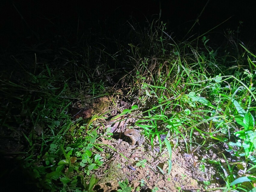 南投縣鹿谷鄉南投縣鹿谷鄉森語慢步的心靈旅途｜南投鹿谷鳳凰‧森之鳴 超寬敞綠建築木屋、一泊二食玻璃霧屋與夜間生態導覽。