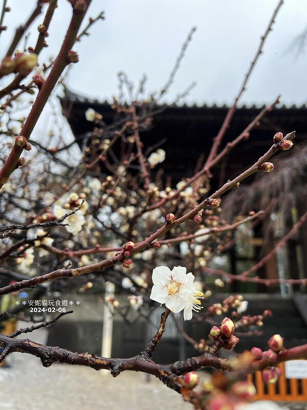 日本【2024日本關東北陸滑雪之旅】與東京鐵塔相呼應｜德川幕府將軍的長眠地．增上寺