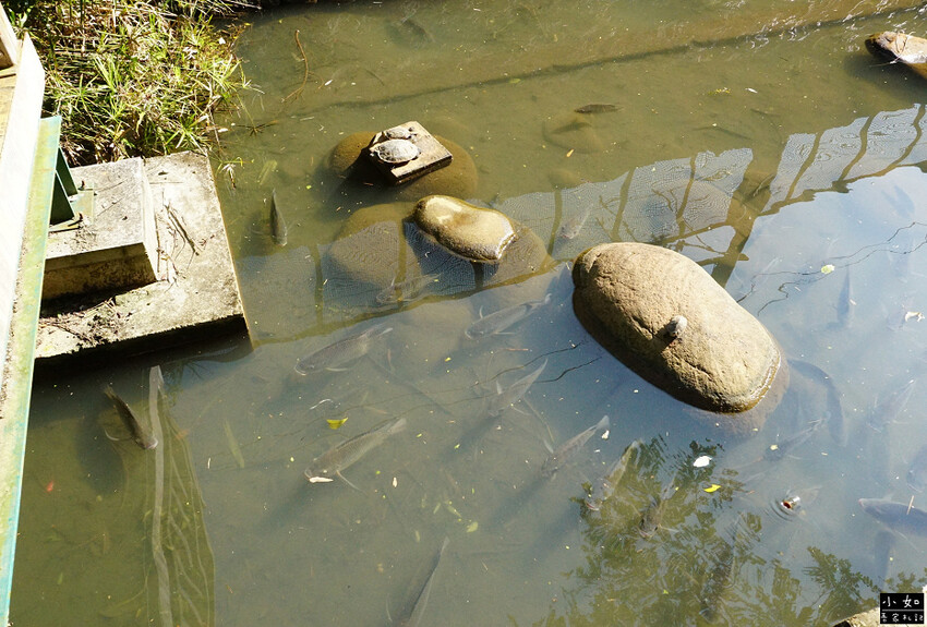 【苗栗景點】功維敘隧道,心想事成大車票,隧道燈光秀,懷舊火車
