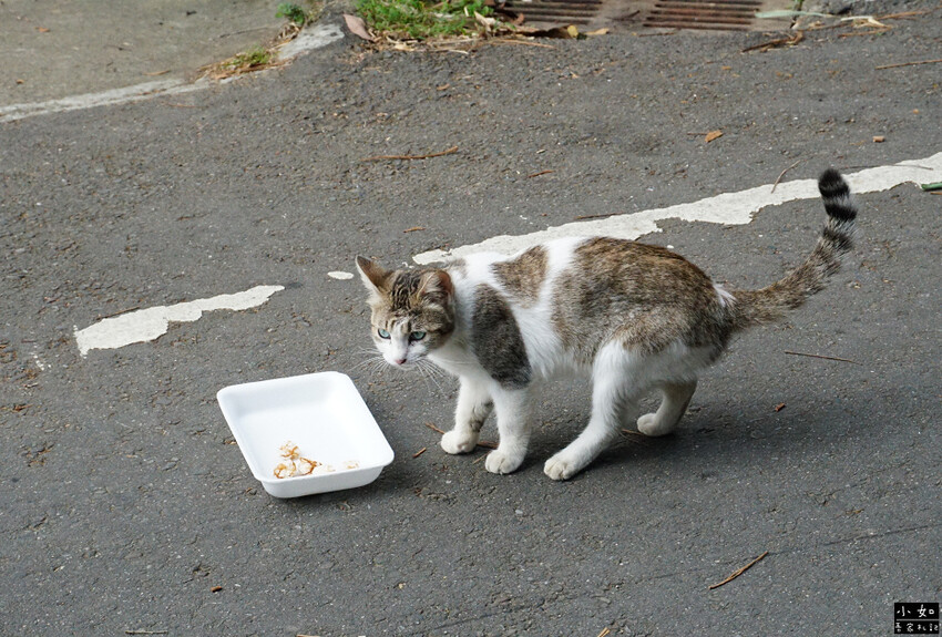 【寶山步道】寶山水庫環湖步道,寶湖,碧湖吊橋,o型走一圈! 【寶山步道】寶山水庫環湖步道,寶湖,碧湖吊橋,o型走一圈!