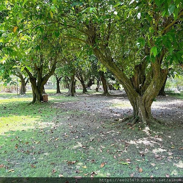 雲林縣大埤鄉雲林景點 私人園邸開放啦！到三秀園享用精緻午餐、走入首任大埤鄉長張禎祥之家族的歷史，一秒穿越時空去～