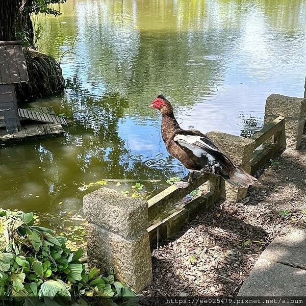 雲林縣大埤鄉雲林景點 私人園邸開放啦！到三秀園享用精緻午餐、走入首任大埤鄉長張禎祥之家族的歷史，一秒穿越時空去～