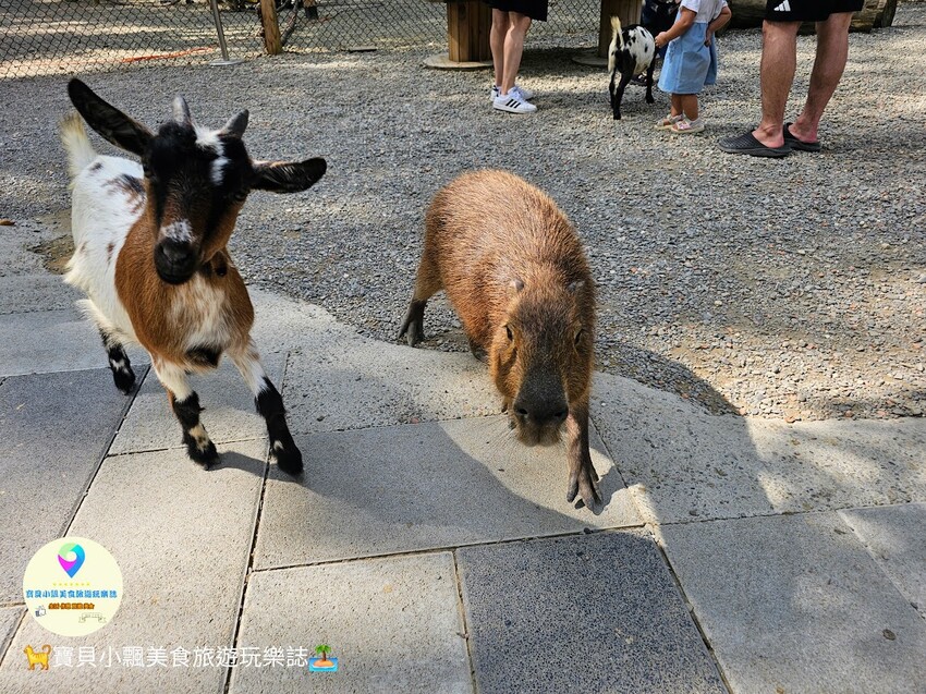 嘉義動物樂園首選!近距離餵食羊駝、水豚君,挑戰極限遊樂設施超好玩。