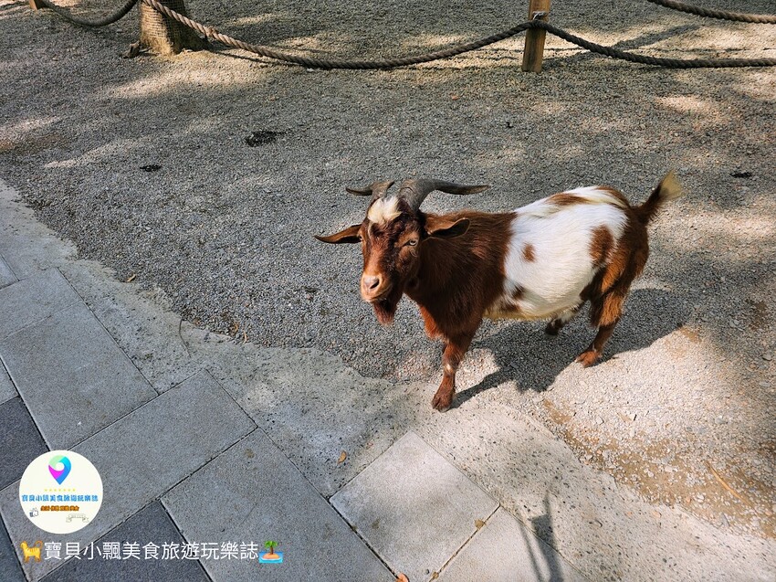 嘉義動物樂園首選!近距離餵食羊駝、水豚君,挑戰極限遊樂設施超好玩。