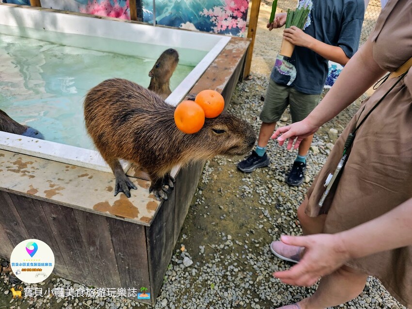 嘉義動物樂園首選!近距離餵食羊駝、水豚君,挑戰極限遊樂設施超好玩。