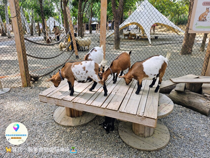 嘉義動物樂園首選!近距離餵食羊駝、水豚君,挑戰極限遊樂設施超好玩。