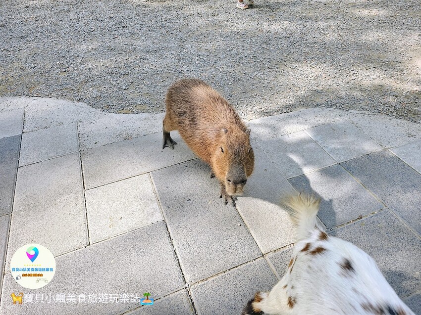 嘉義動物樂園首選!近距離餵食羊駝、水豚君,挑戰極限遊樂設施超好玩。
