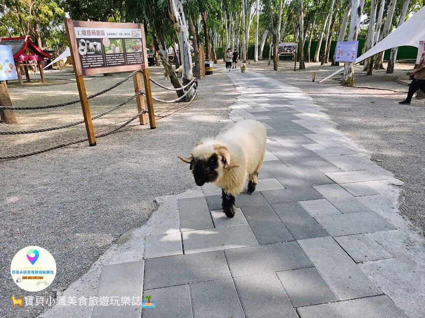 嘉義動物樂園首選!近距離餵食羊駝、水豚君,挑戰極限遊樂設施超好玩。