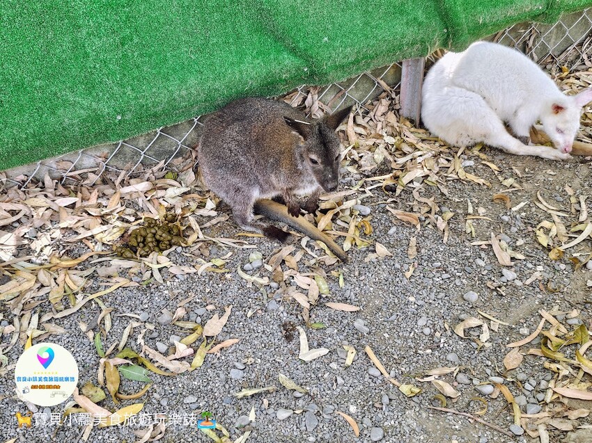 嘉義動物樂園首選!近距離餵食羊駝、水豚君,挑戰極限遊樂設施超好玩。