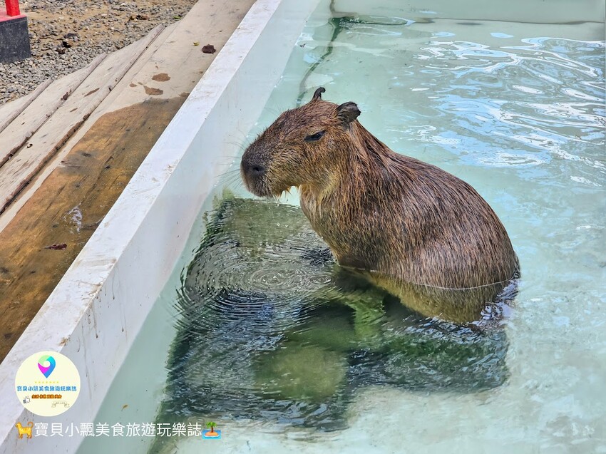 嘉義動物樂園首選!近距離餵食羊駝、水豚君,挑戰極限遊樂設施超好玩。
