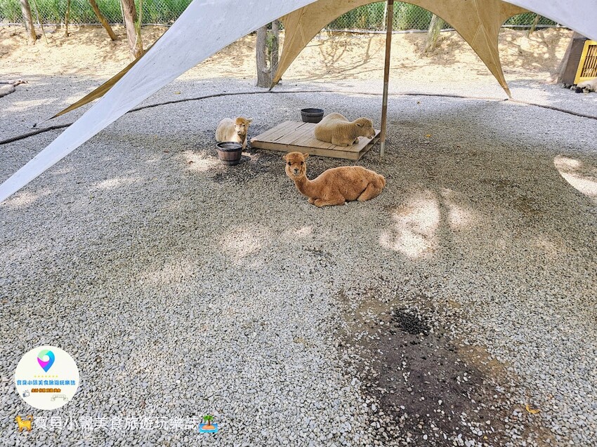 嘉義動物樂園首選!近距離餵食羊駝、水豚君,挑戰極限遊樂設施超好玩。