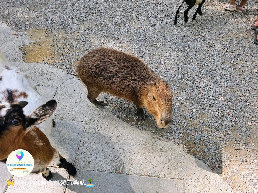 嘉義動物樂園首選!近距離餵食羊駝、水豚君,挑戰極限遊樂設施超好玩。