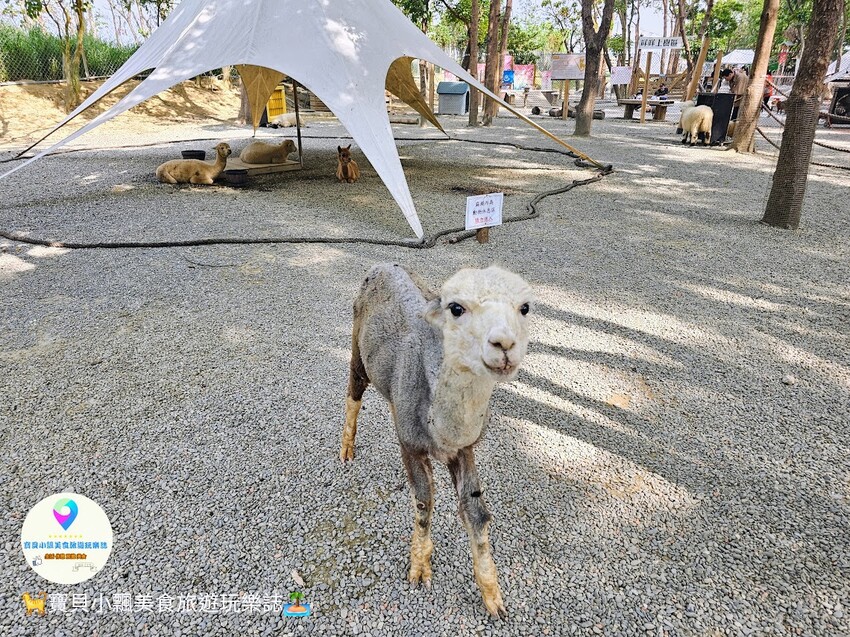 嘉義動物樂園首選!近距離餵食羊駝、水豚君,挑戰極限遊樂設施超好玩。
