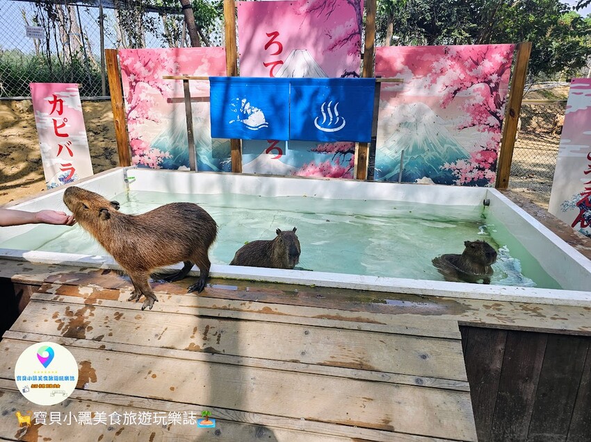 嘉義動物樂園首選!近距離餵食羊駝、水豚君,挑戰極限遊樂設施超好玩。
